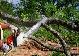 Tree and Shrub Care in Prairie Grove, AR